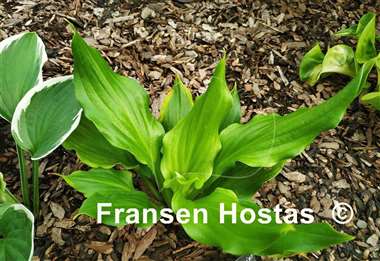 Hosta Contortionist